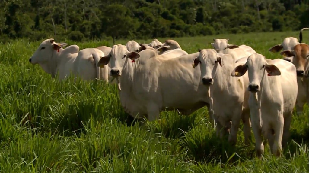 Foto: Reprodução/Giro do Boi. Foto: Reprodução/Giro do Boi.