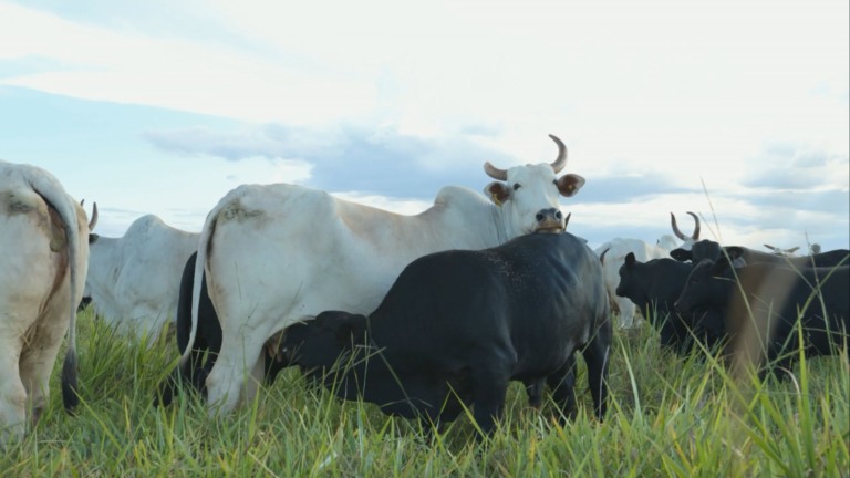 Foto: Reprodução/Giro do Boi.