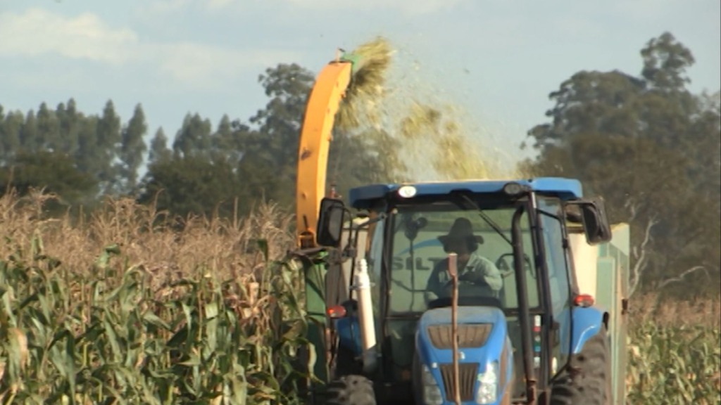 Milho verde na alimentação das vacas: como e quando usar? (Foto: Reprodução/Giro do Boi). Milho verde na alimentação das vacas: como e quando usar? (Foto: Reprodução/Giro do Boi).