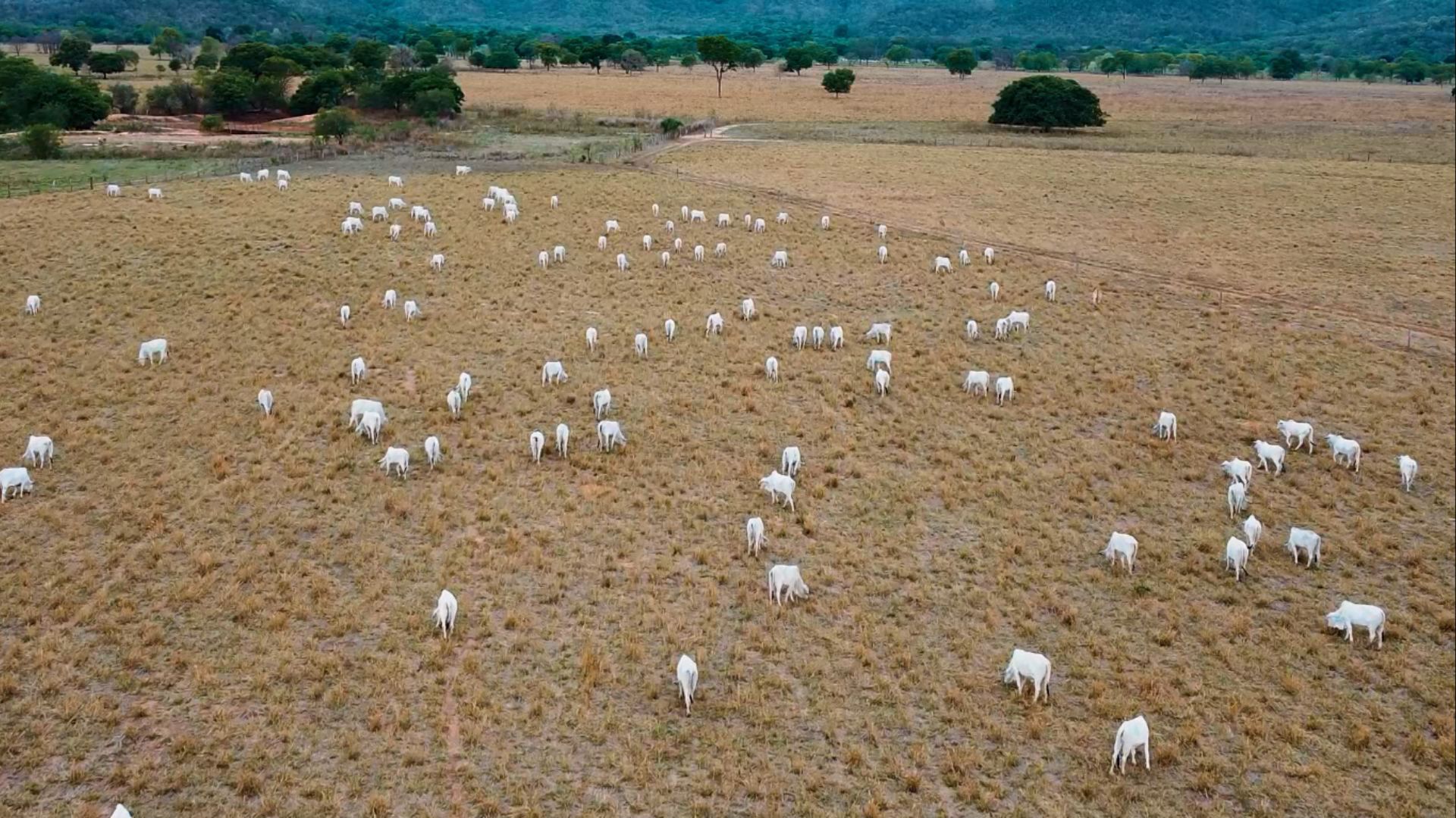 Foto: Divulgação/Giro do Boi.