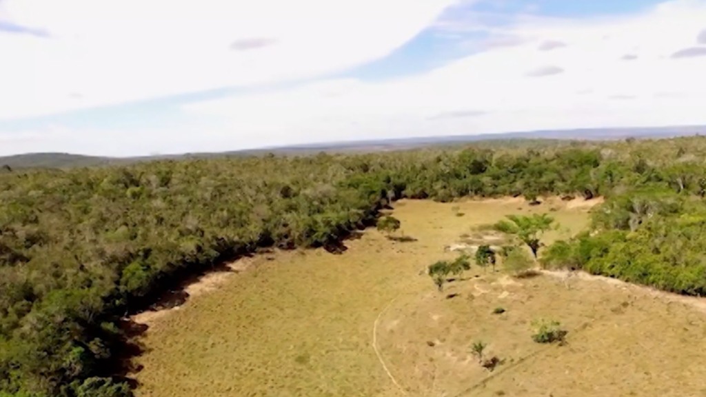 Cotas de reserva legal: qual a responsabilidade de quem compra a propriedade? (Foto: Reprodução/Giro do Boi).