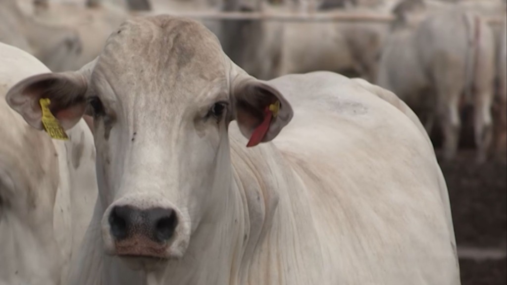 Foto: Reprodução/Giro do Boi. Foto: Reprodução/Giro do Boi.
