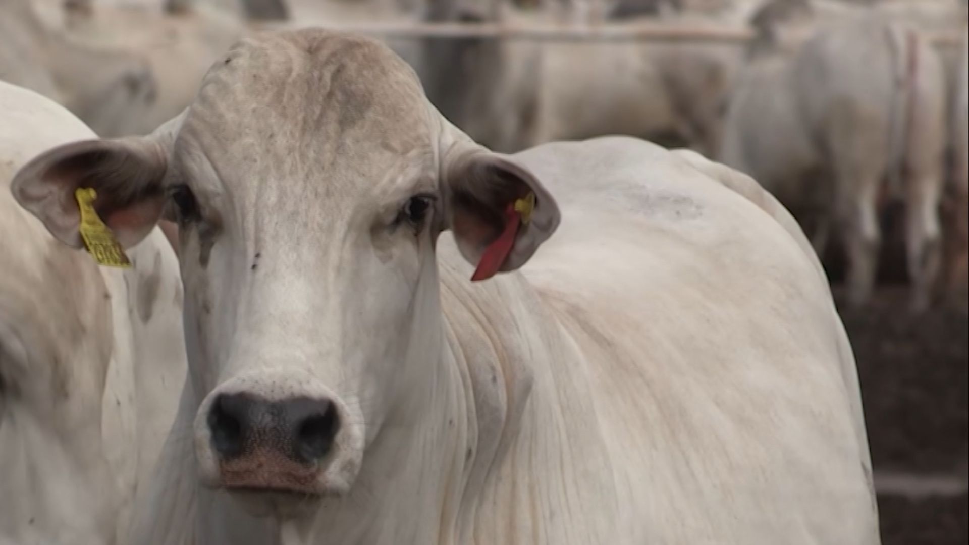 Foto: Reprodução/Giro do Boi.