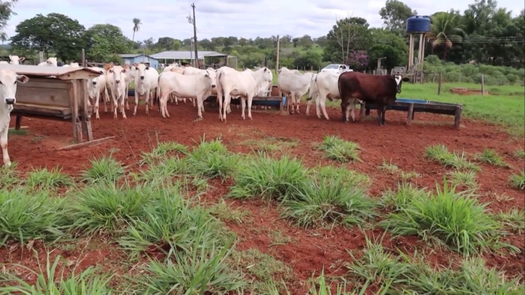 Mineralização no período das águas: como aumentar o potencial do rebanho? (Foto: Reprodução/Giro do Boi).
