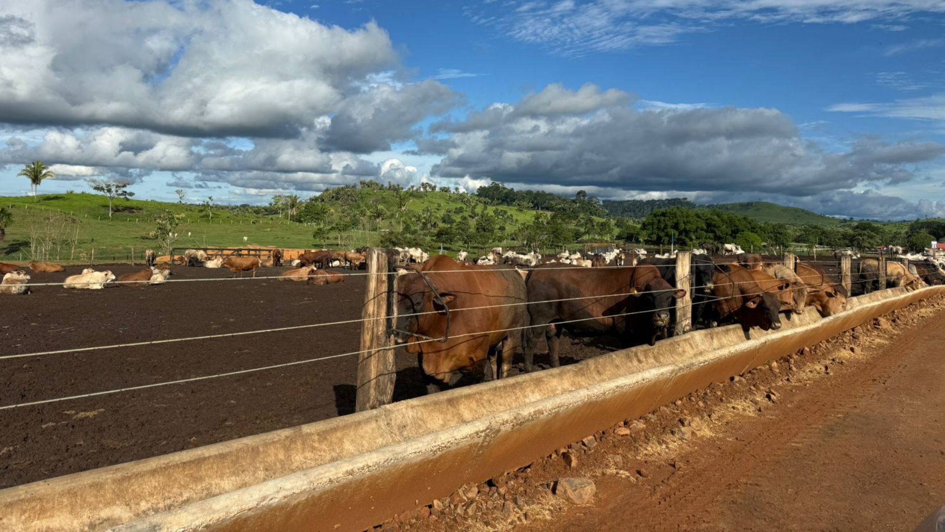 Rondônia: fazenda se destaca em confinamento de Nelore e Senepol; veja detalhes