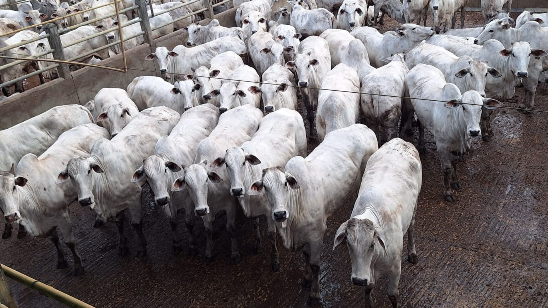 Novilhas Nelore passam de 16@ na Bahia; veja detalhes