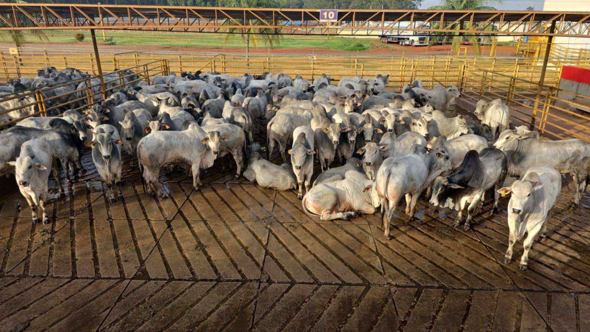 Foto: Reprodução/Giro do Boi.
