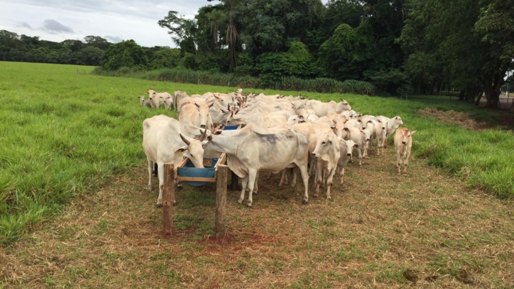 Foto: Divulgação. Foto: Divulgação.