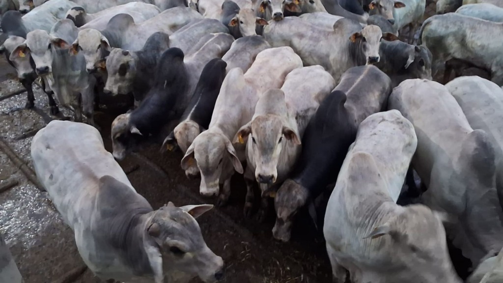 Foto: Divulgação. Foto: Divulgação.