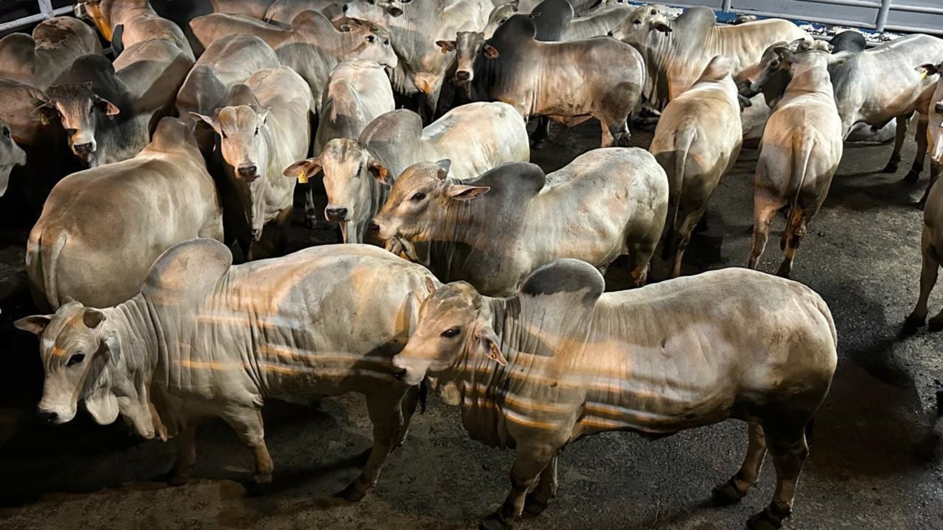 Agropecuária Maragogipe termina boiada precoce com mais de 24@ e encerra ano premiado; confira