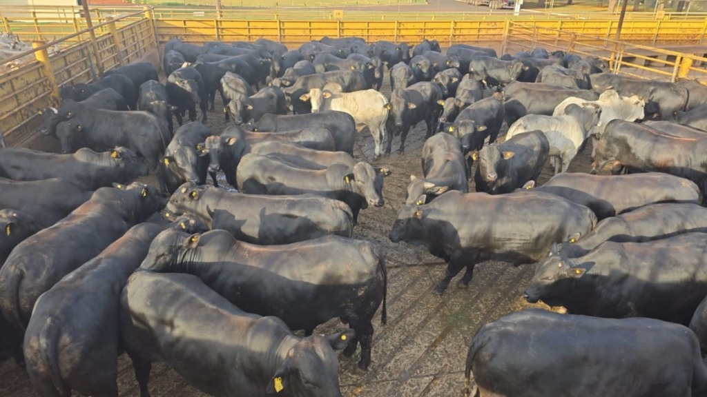 Foto: Divulgação. Foto: Divulgação.