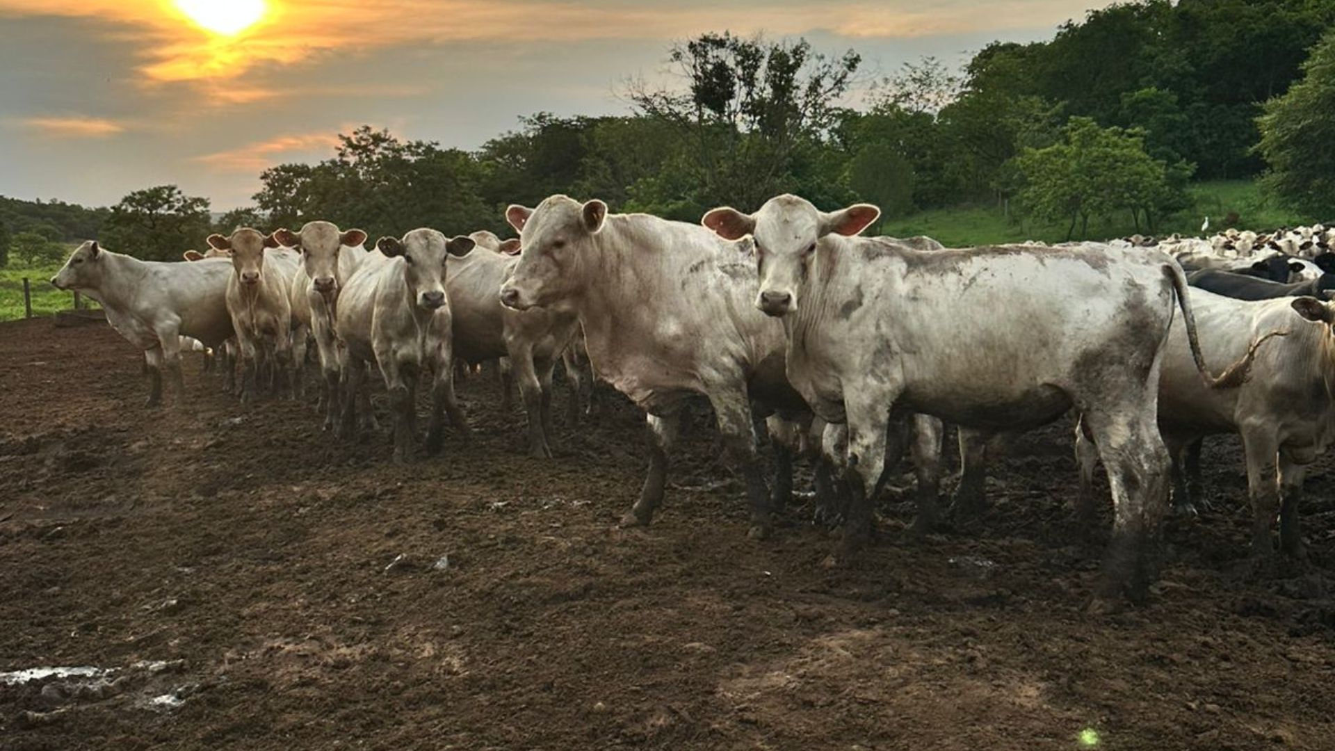 Novilhas Charolês no Protocolo 1953 chegam a quase 21@ em MT; confira