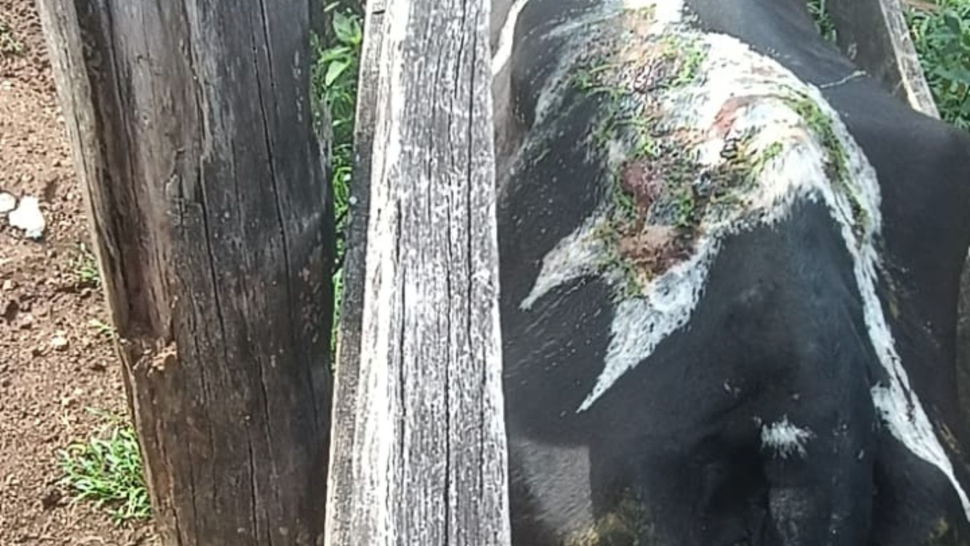 Foto: Reprodução/Giro do Boi.