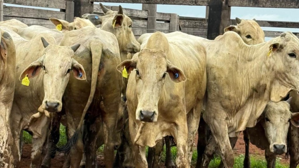 Foto: Divulgação. Foto: Divulgação.