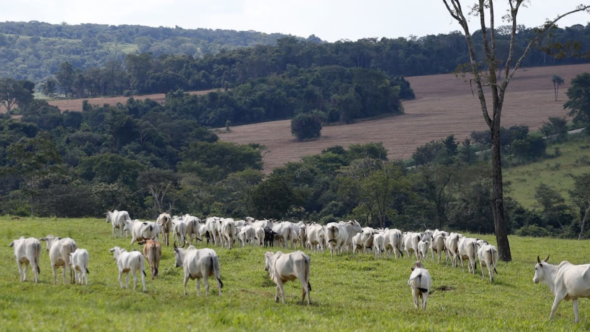Pecuária de corte: como a gestão eficiente pode transformar o lucro