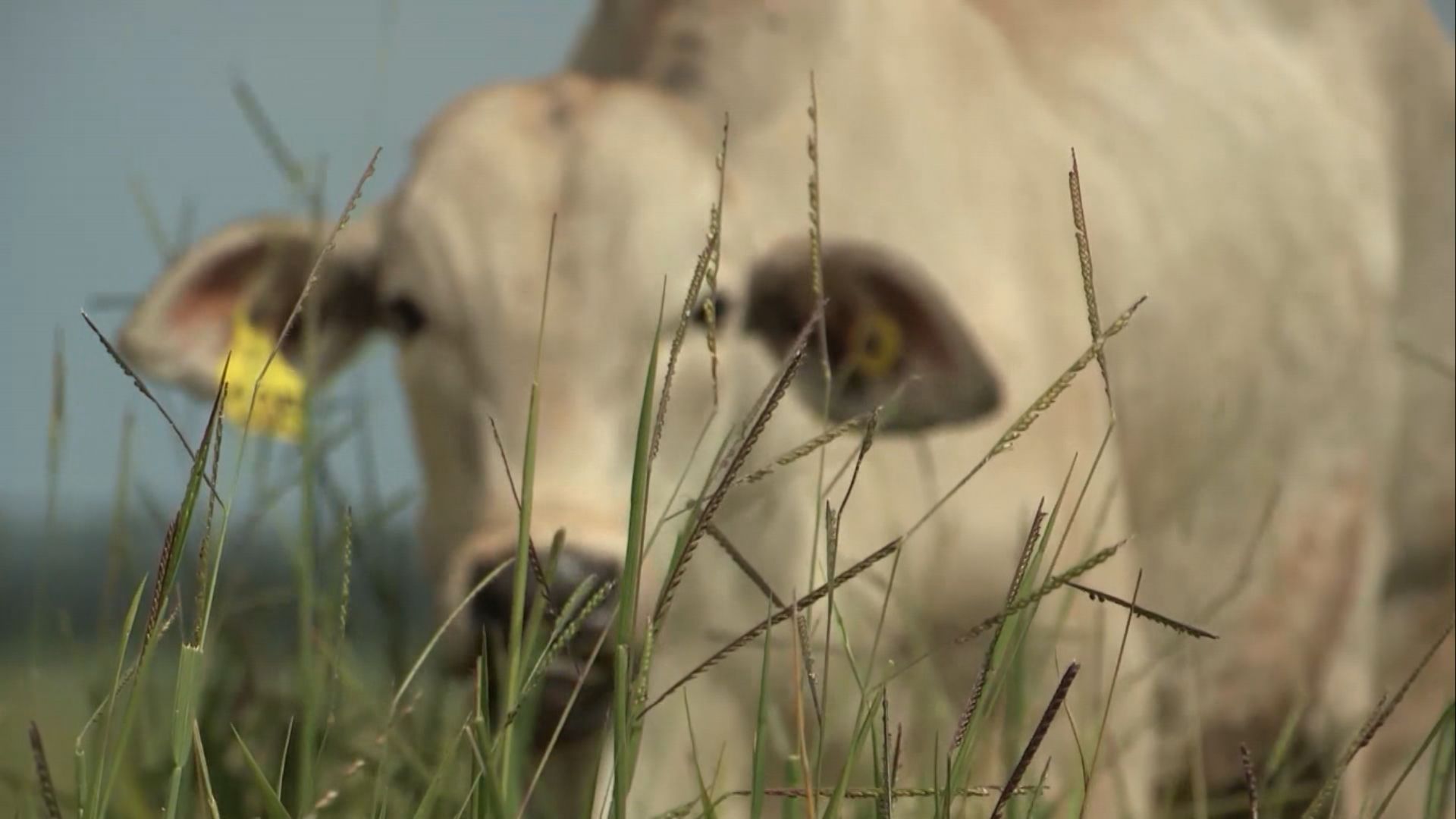 Foto: Reprodução/Giro do Boi.