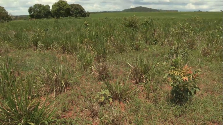 Foto: Reprodução/Giro do Boi.