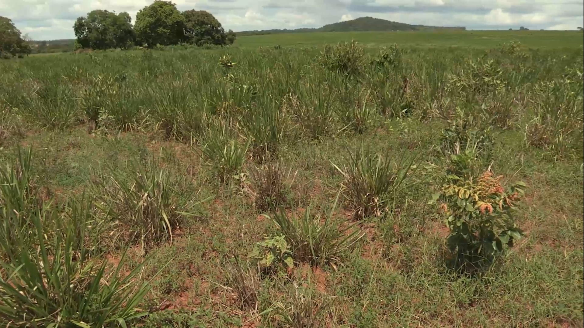 Foto: Reprodução/Giro do Boi.