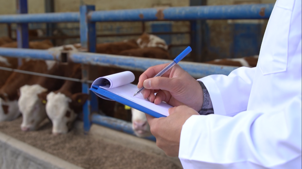 Foto: Reprodução/Giro do Boi. Foto: Reprodução/Giro do Boi.