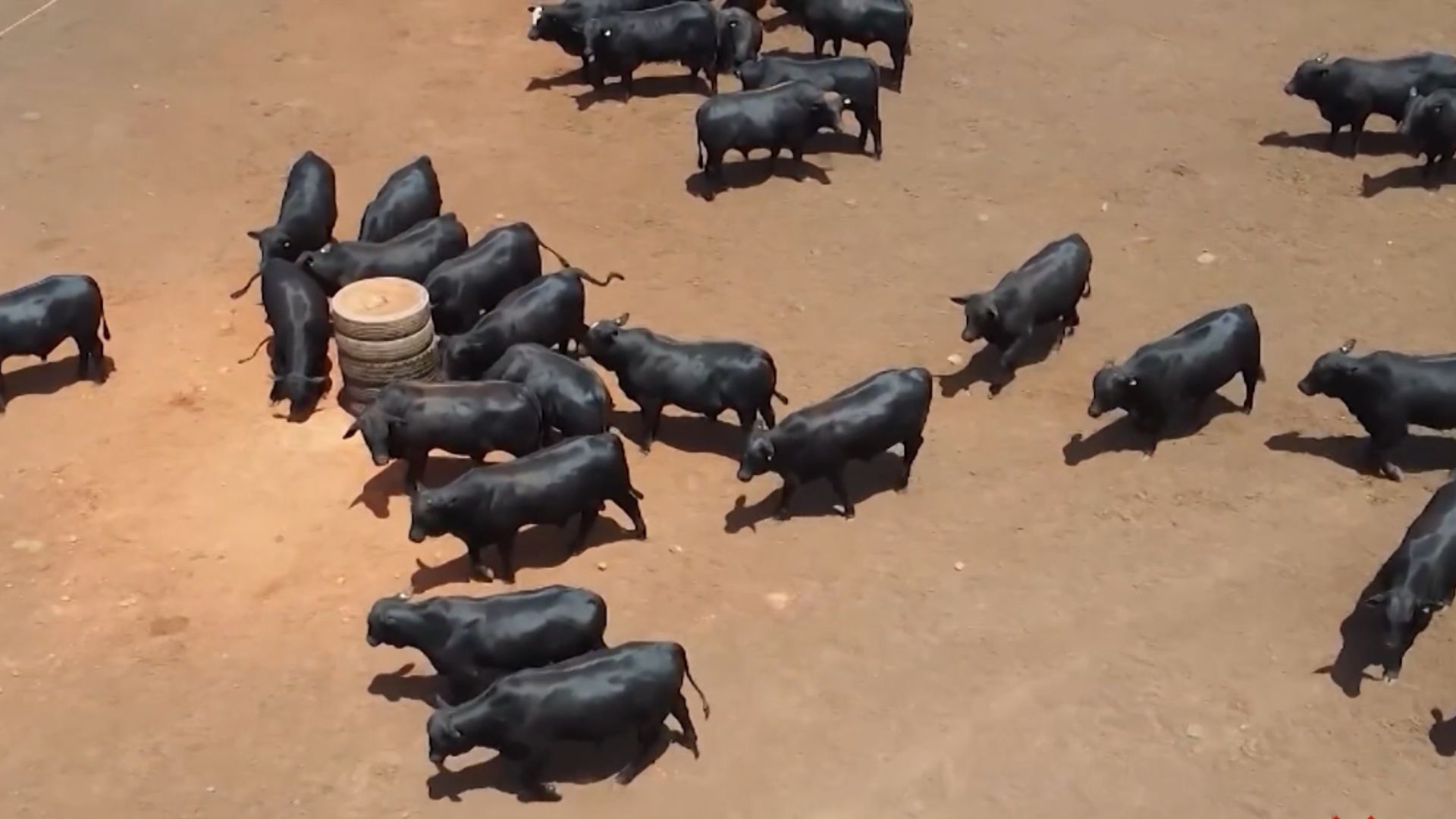 Foto: Reprodução/Giro do Boi.