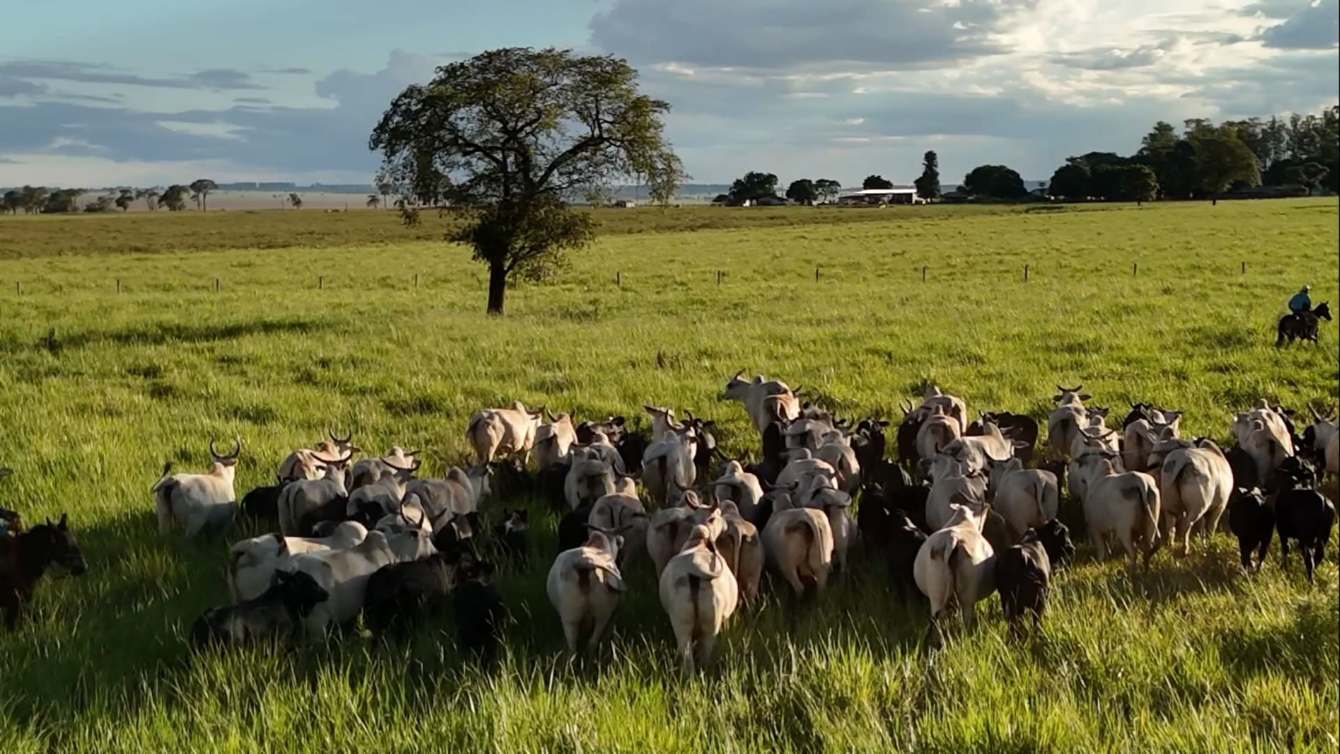 Maragogipe: quais os segredos da fazenda que abate animais de 23,5@ aos 13 meses?