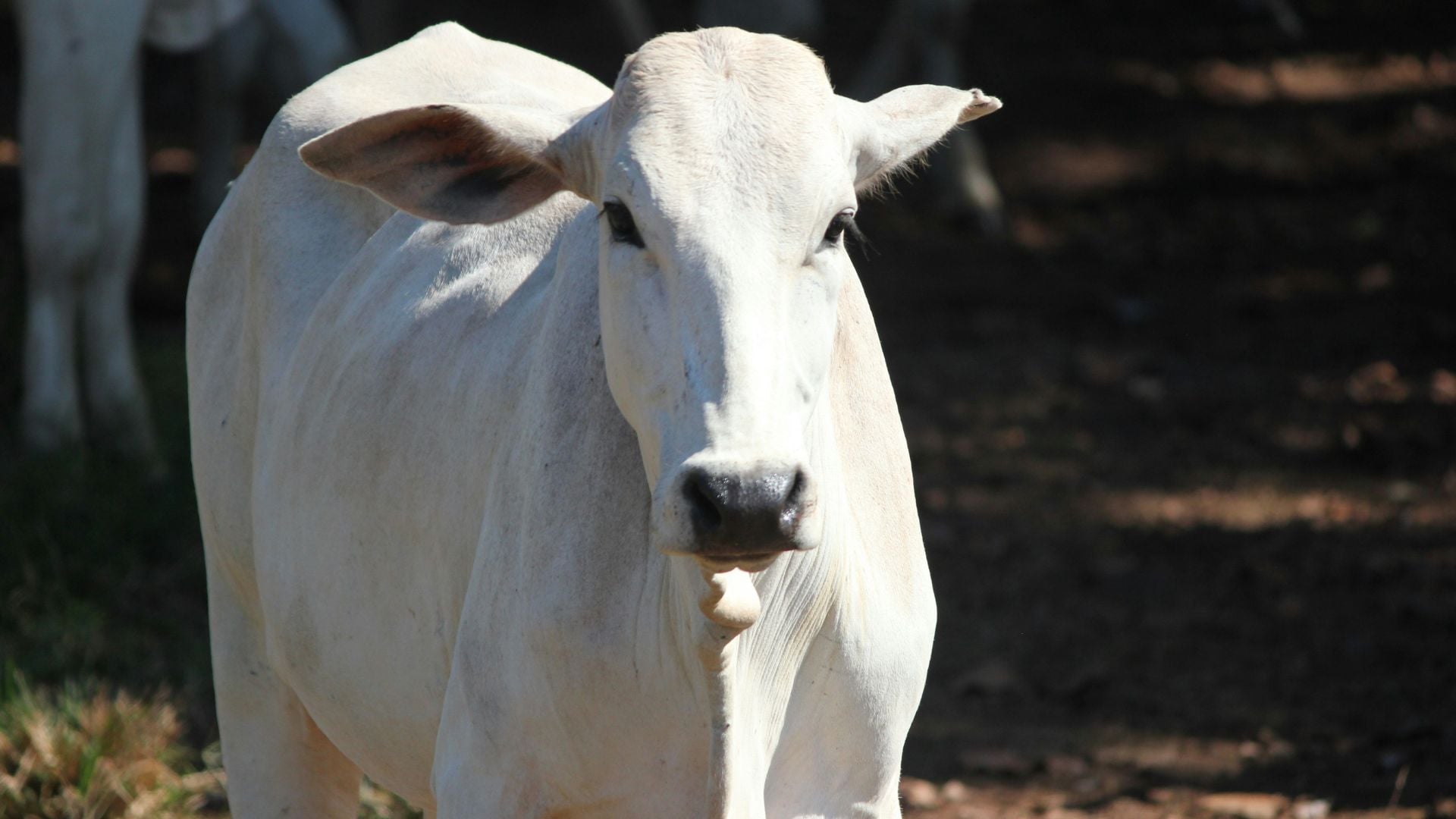 Foto: Reprodução/Giro do Boi.