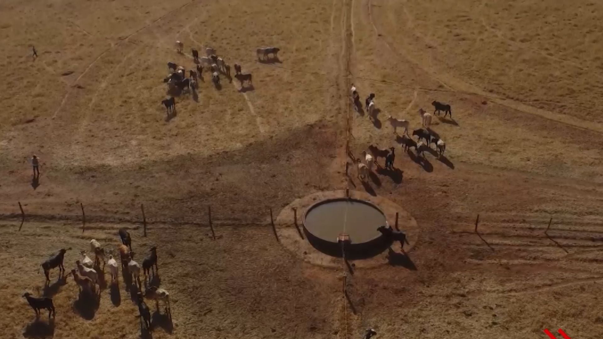 Como evitar perdas milionárias com pastagens degradadas?