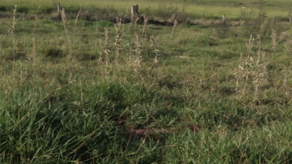 Foto: Reprodução/Giro do Boi.