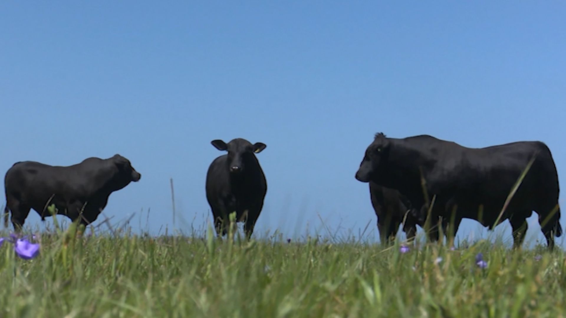 Como a heterose e o acasalamento dirigido aceleram o lucro na pecuária?
