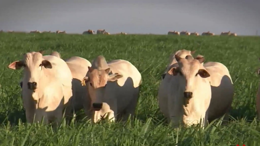 Foto: Reprodução/Giro do Boi.