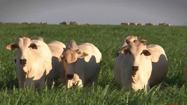 Foto: Reprodução/Giro do Boi.