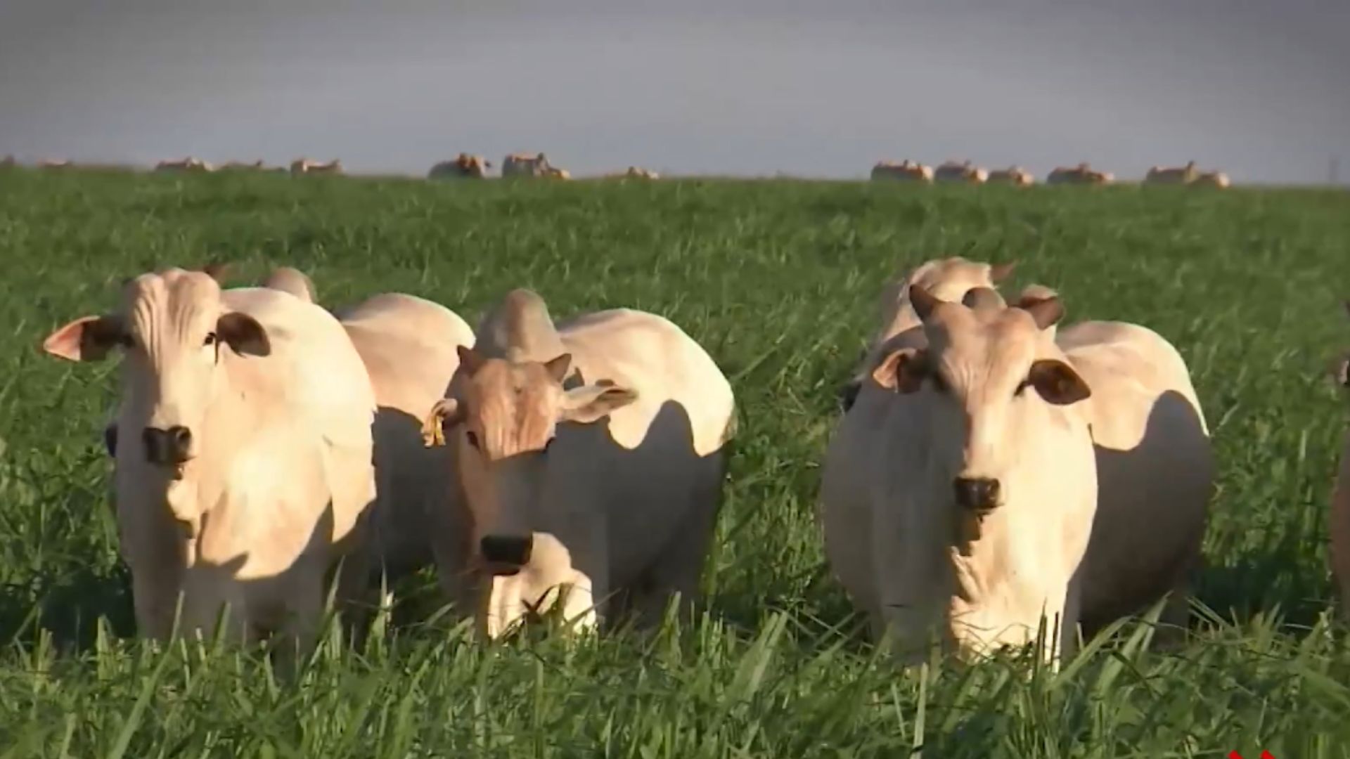 Foto: Reprodução/Giro do Boi.