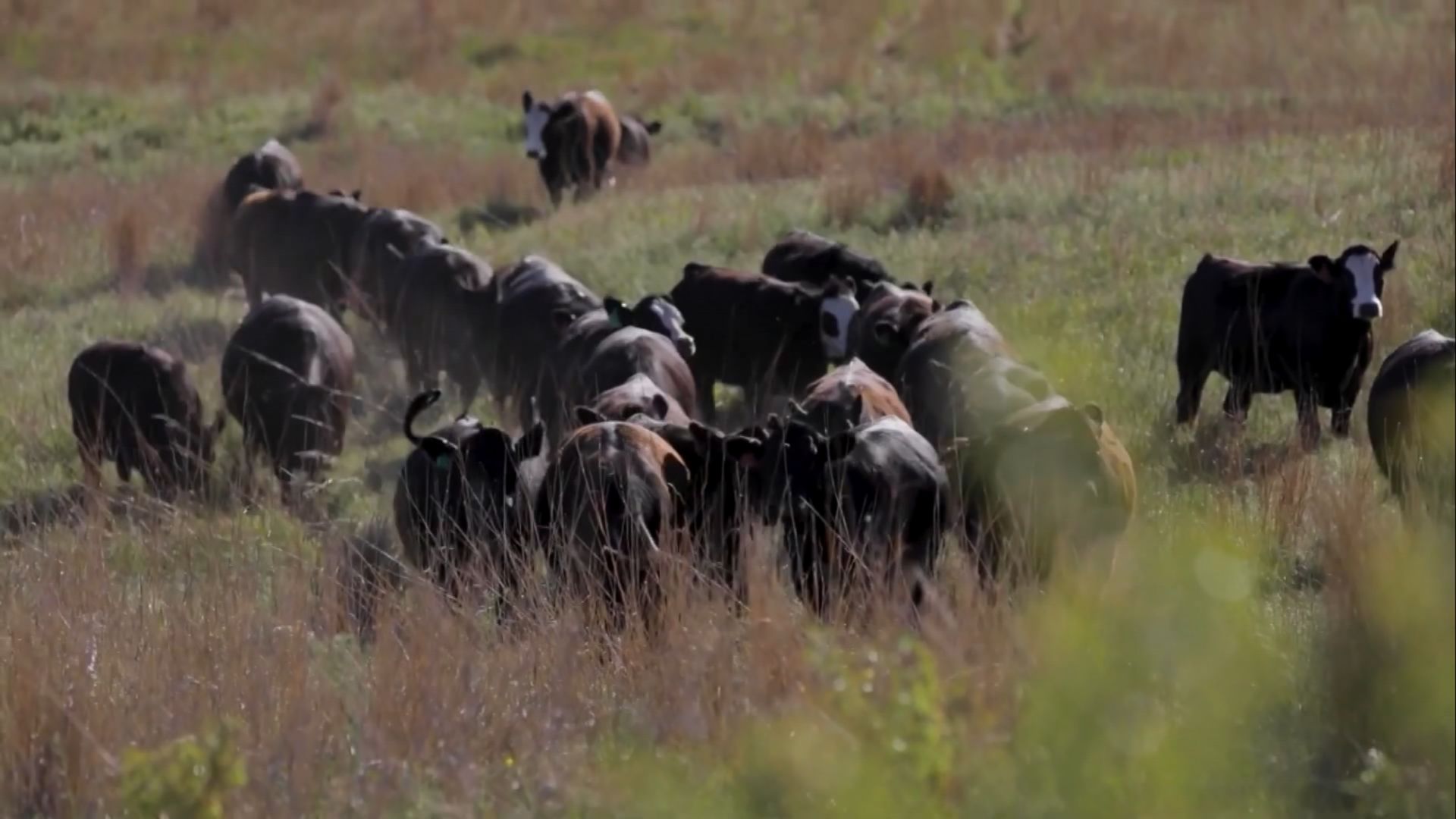 Quanto custa produzir um bezerro Beef on Dairy no Brasil e como funciona a reposição das fêmeas?