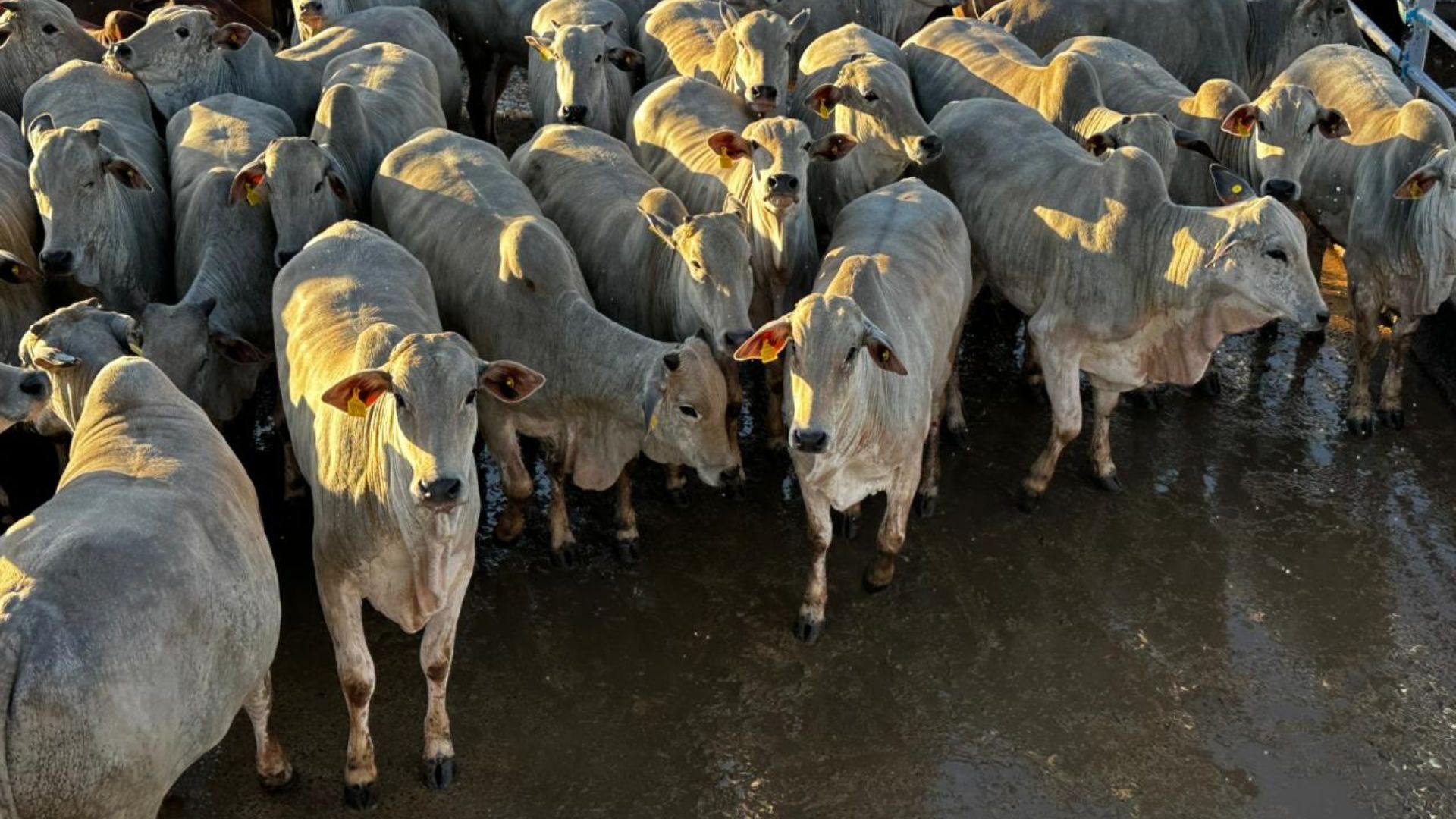 Foto: Divulgação.