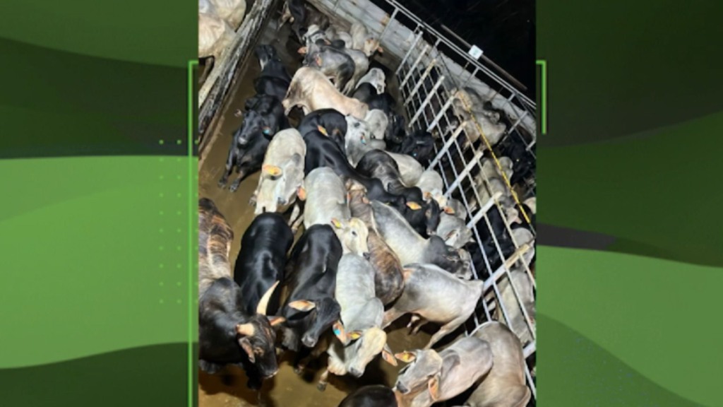 Foto: Divulgação. Foto: Divulgação.