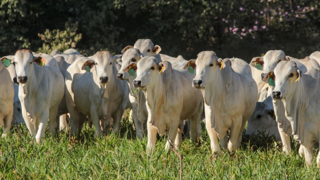 Fazenda Olhos d’Água. Foto: Divulgação.