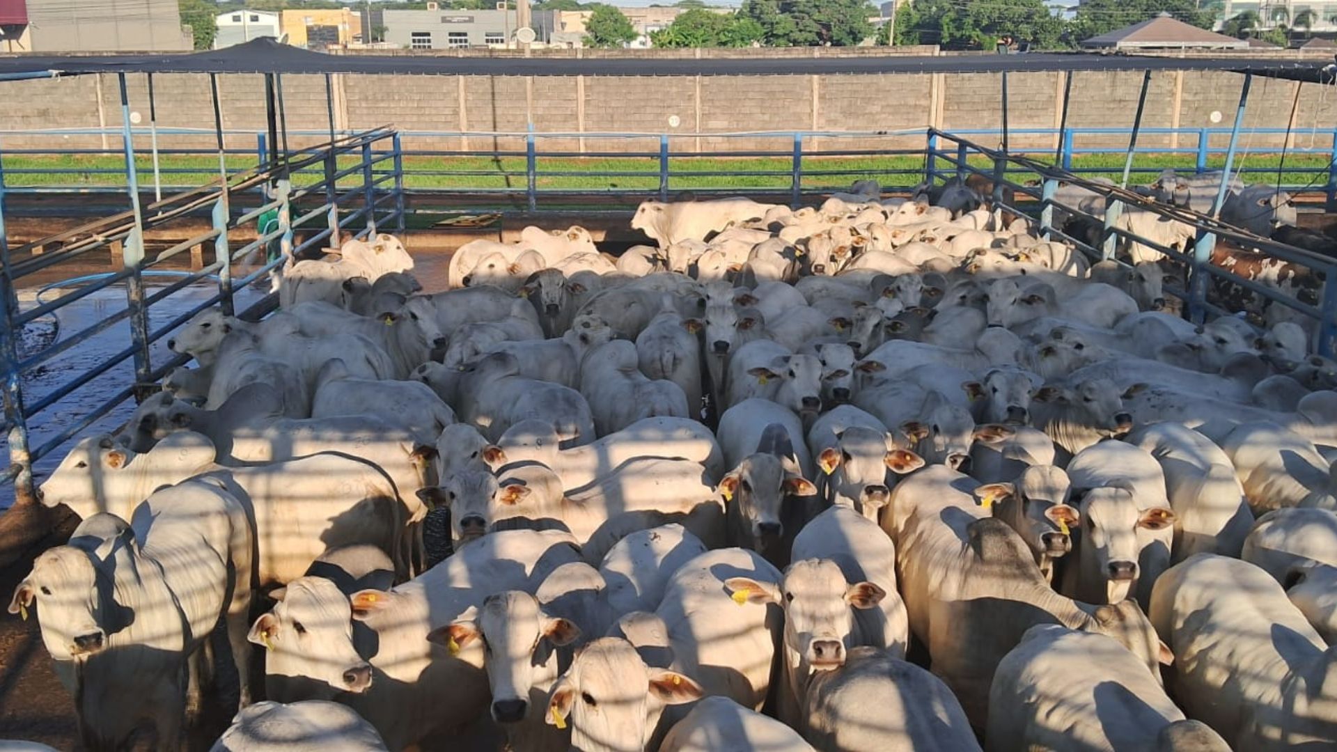 Foto: Divulgação.