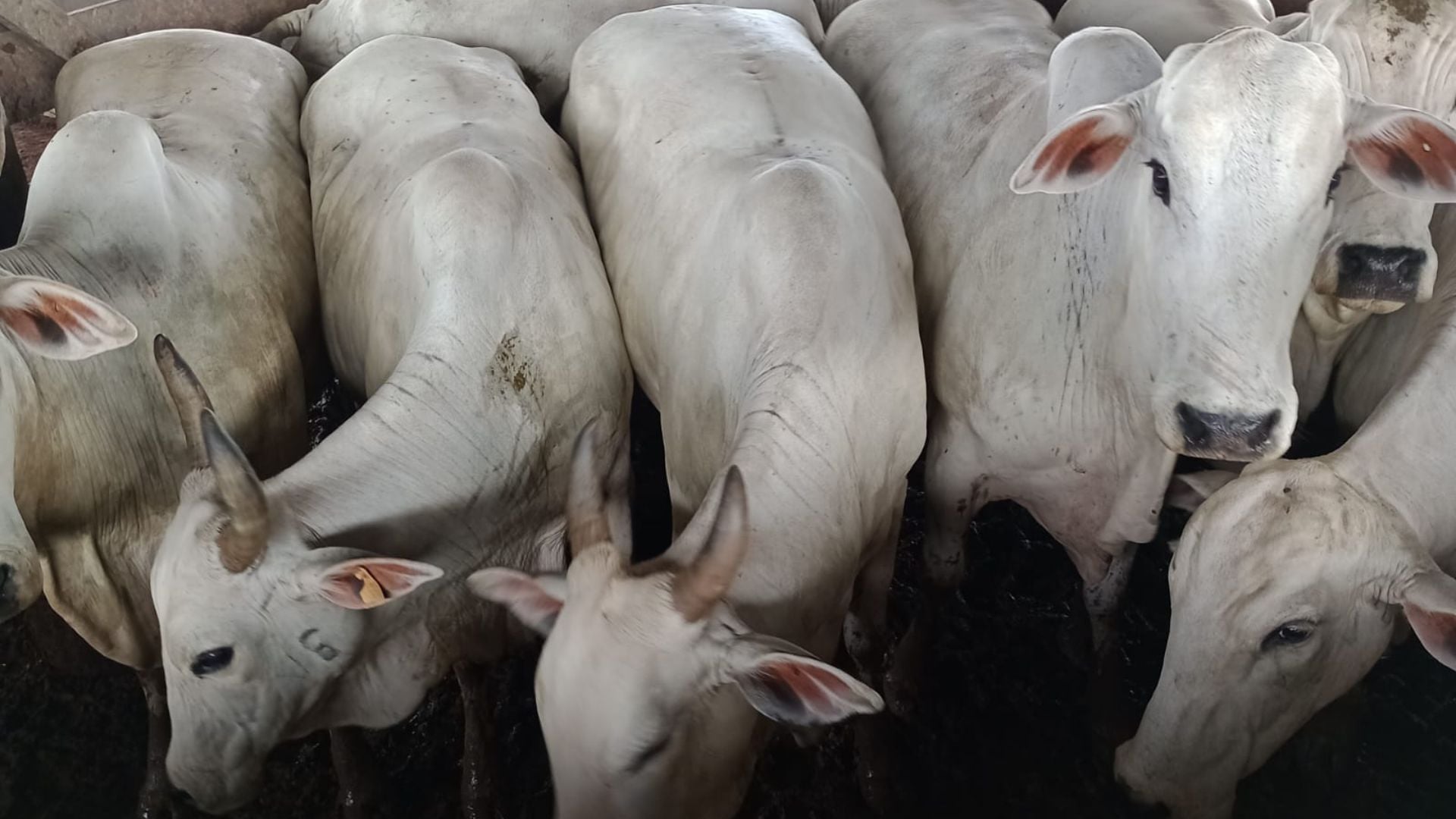 Foto: Divulgação.