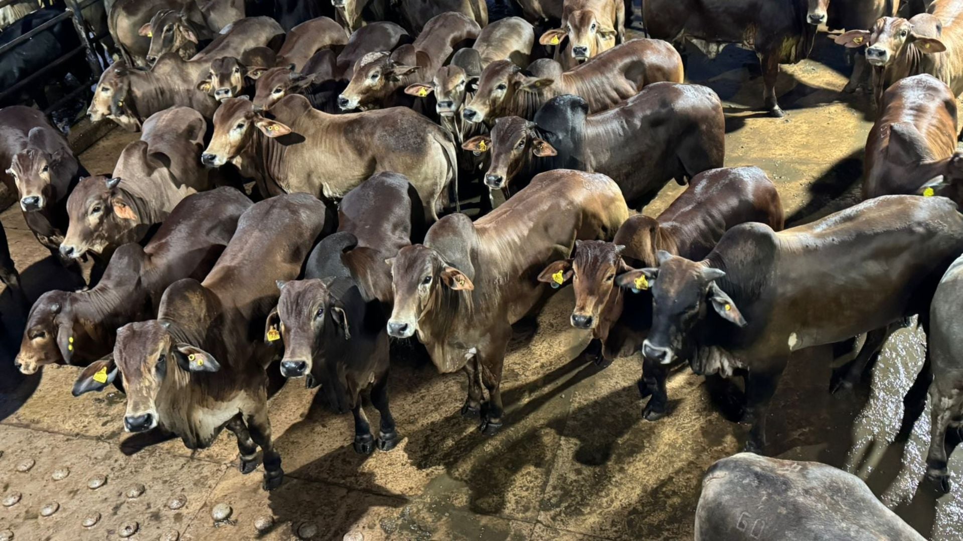 Foto: Divulgação.