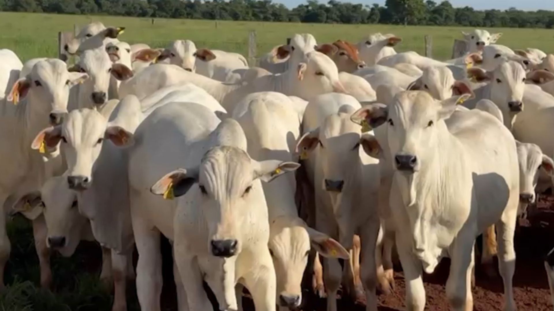 Foto: Divulgação/Fazenda 3R.