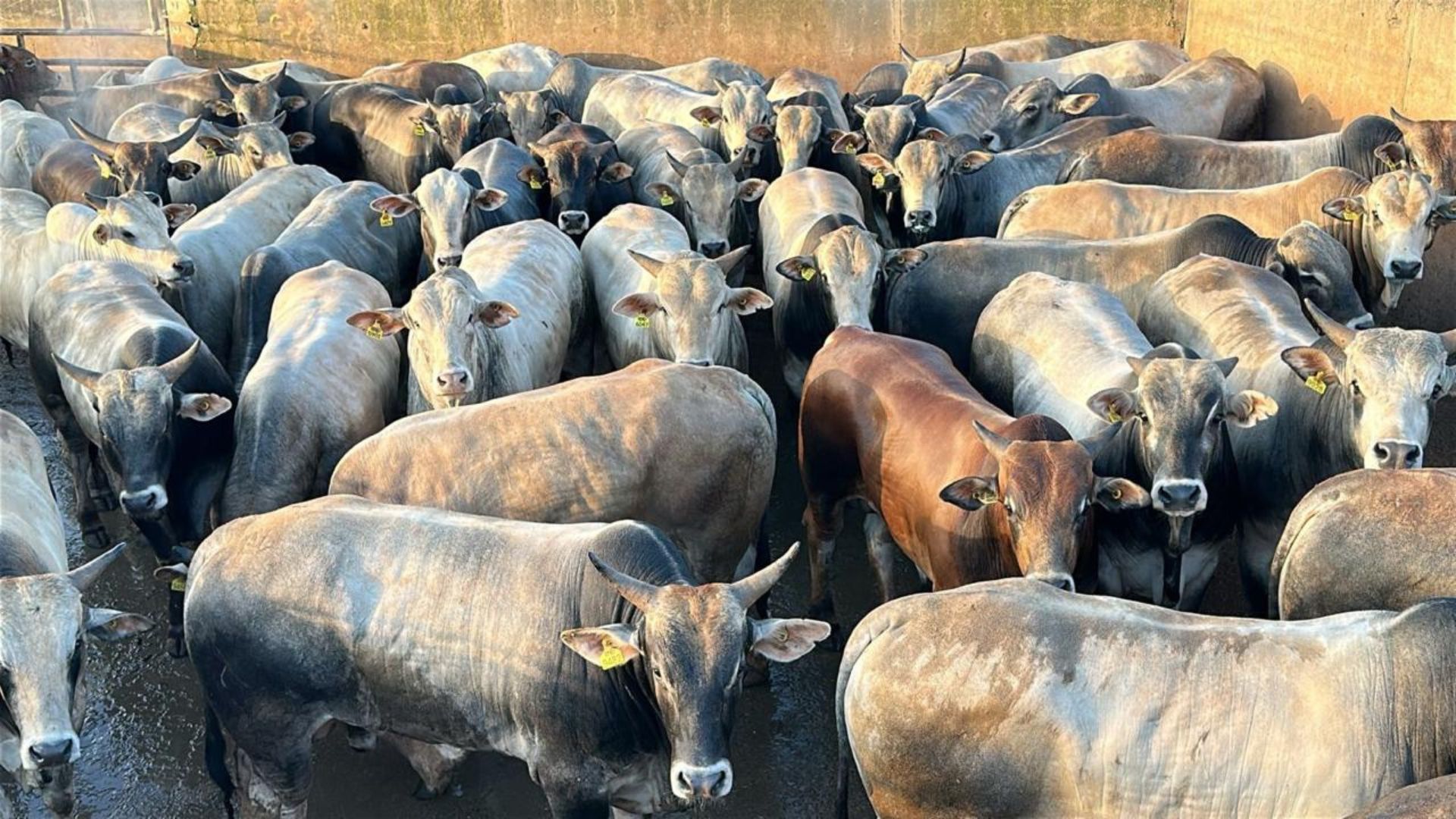Foto: Divulgação.