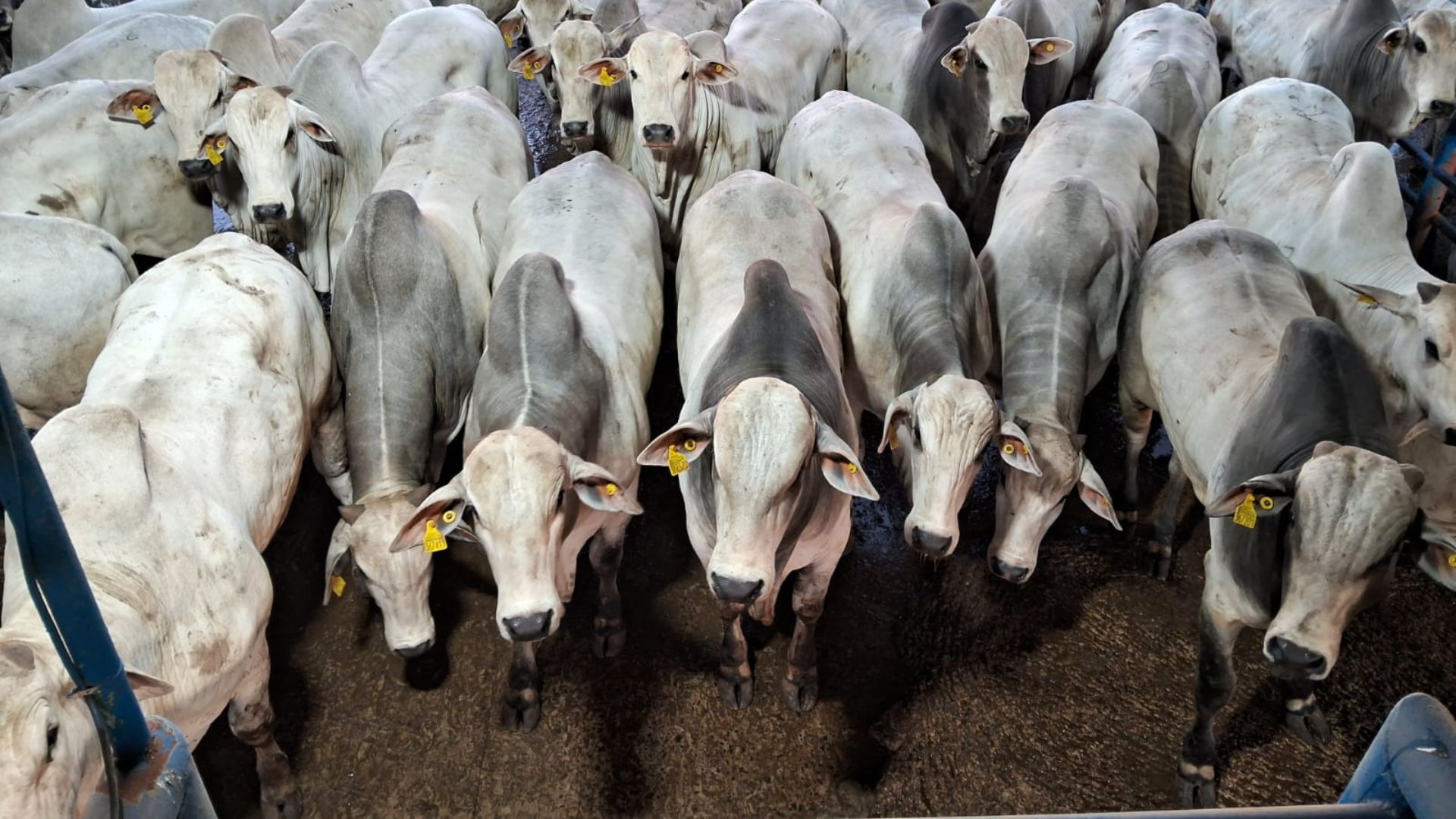Foto: Divulgação.