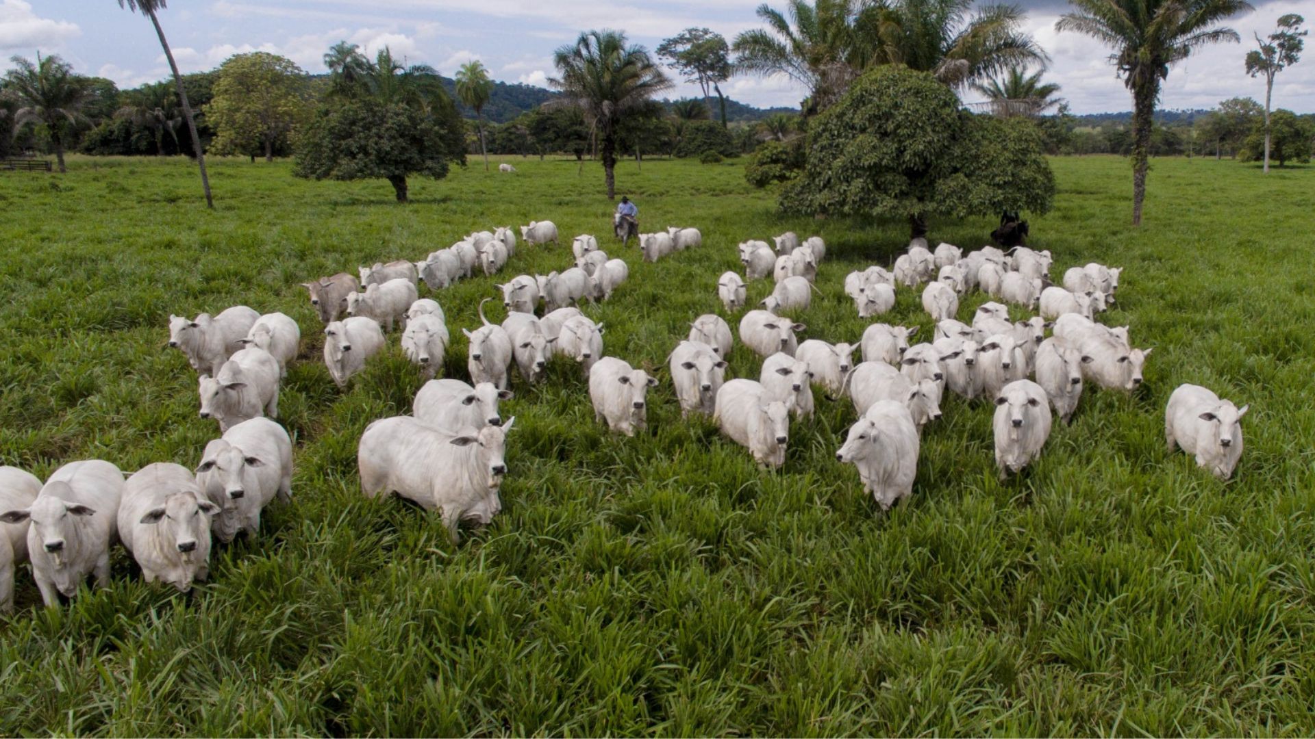 Foto: Divulgação.