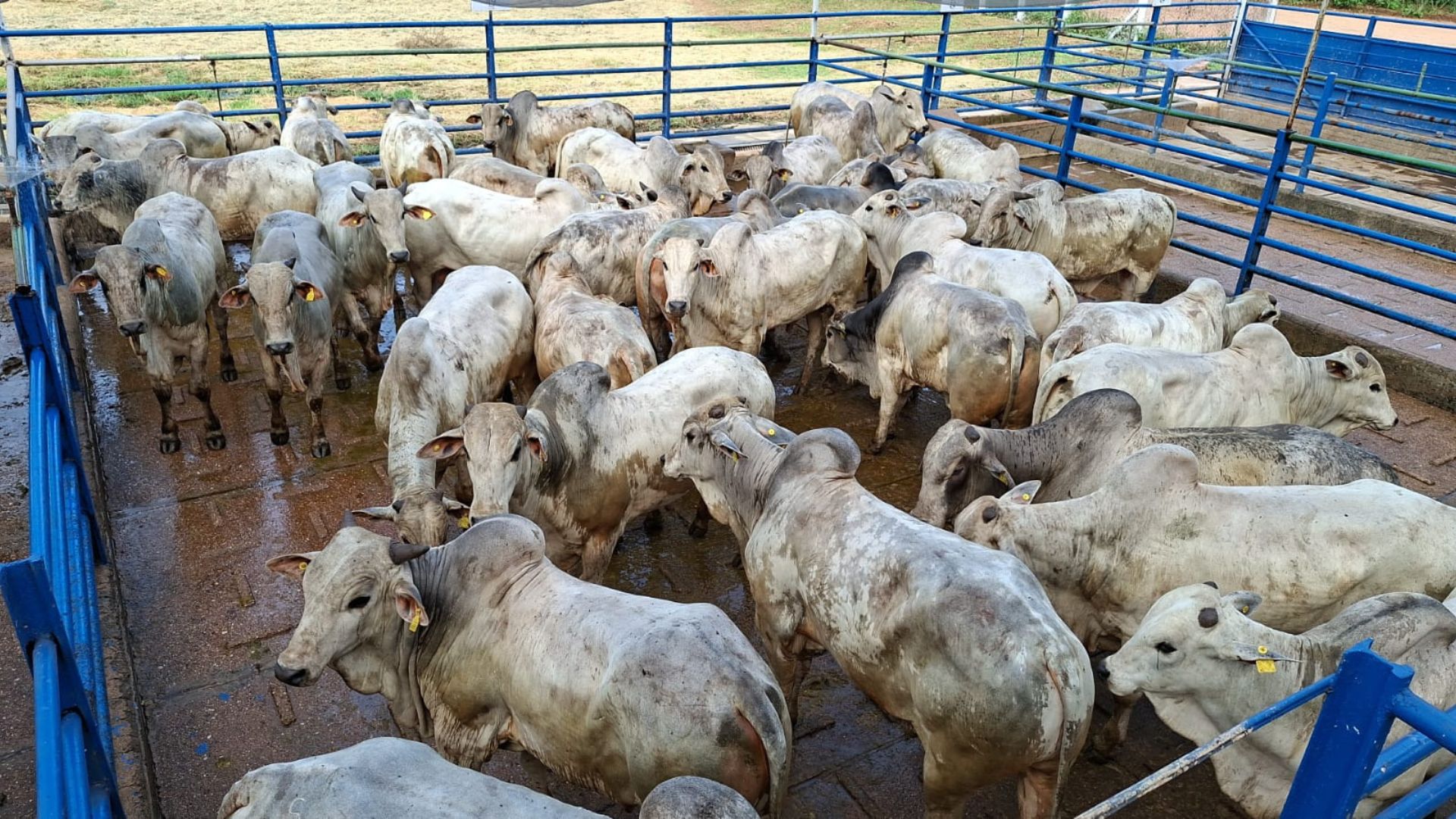 Foto: Divulgação.