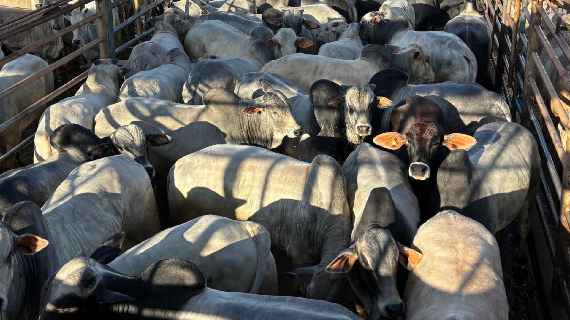 Foto: Divulgação.