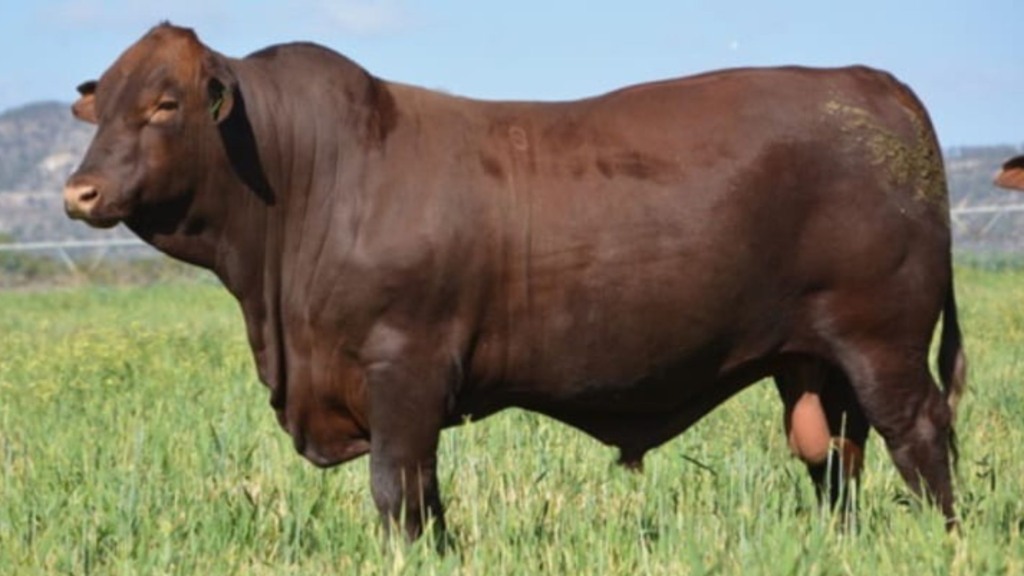 Gyranda Troy. Foto: Divulgação.