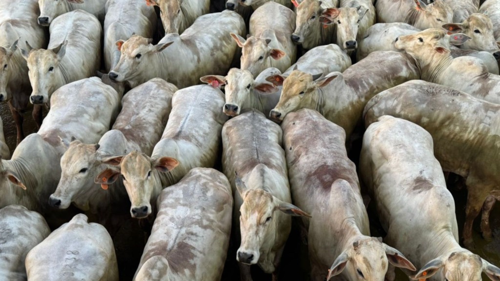 Foto: Divulga&ccedil;&atilde;o.