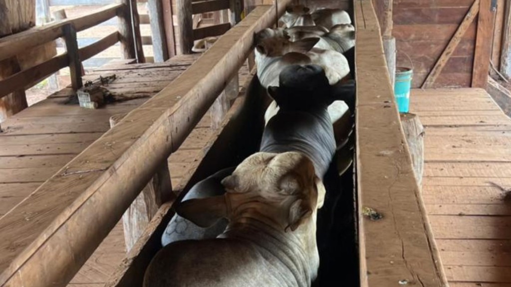 Foto: Divulgação.