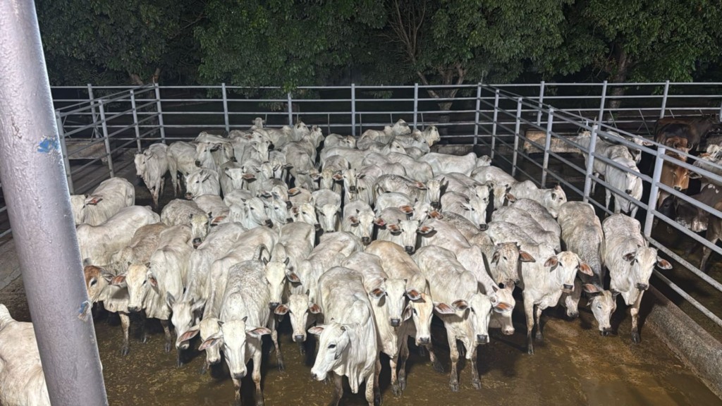 Foto: Divulgação.