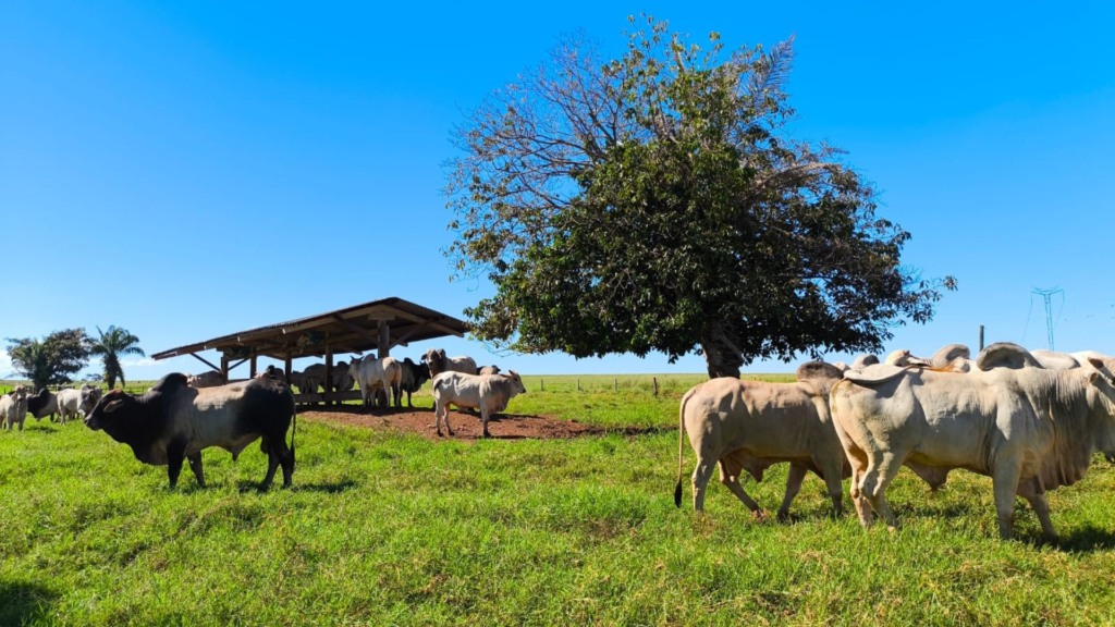 Foto: Divulgação.